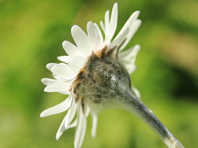 Leucheria hahnii