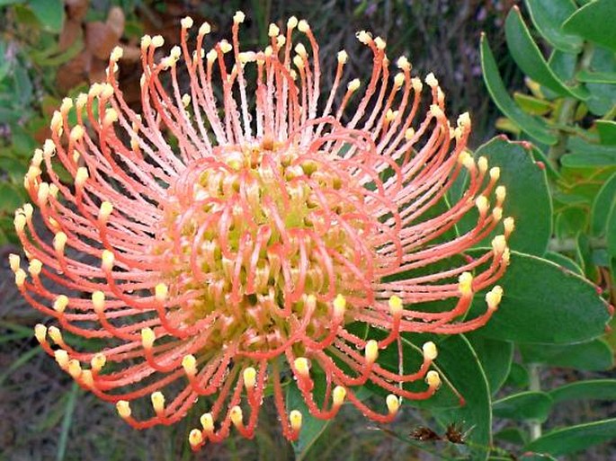 LEUCOSPERMUM CORDIFOLIUM (Knight) Fourc.