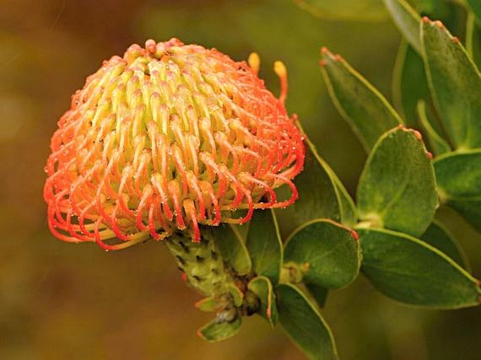 Leucospermum cordifolium