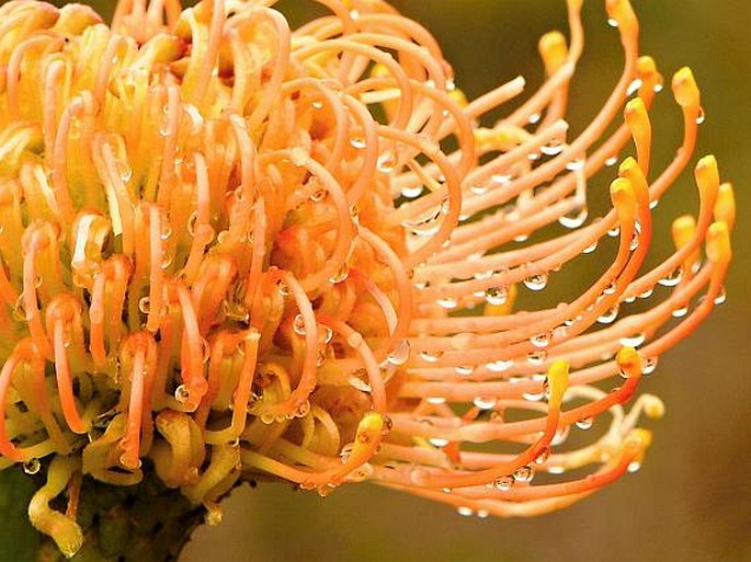 Leucospermum cordifolium