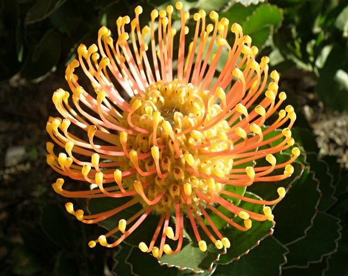 LEUCOSPERMUM PATERSONII E. Phillips