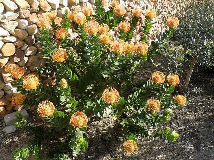 Leucospermum patersonii