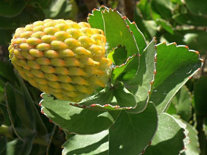 Leucospermum patersonii