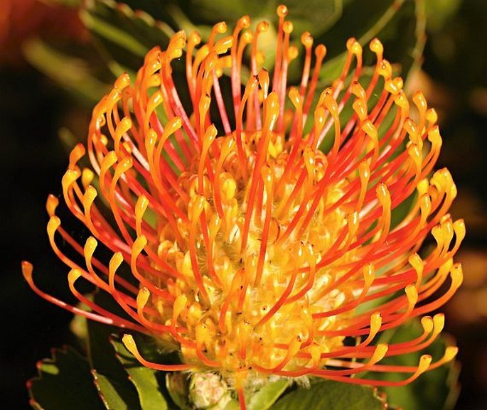 Leucospermum patersonii