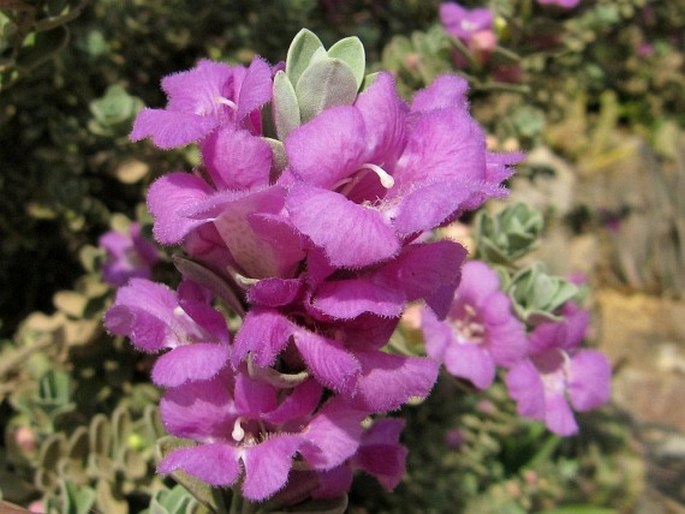 LEUCOPHYLLUM FRUTESCENS (Berland.) I. M. Johnst.