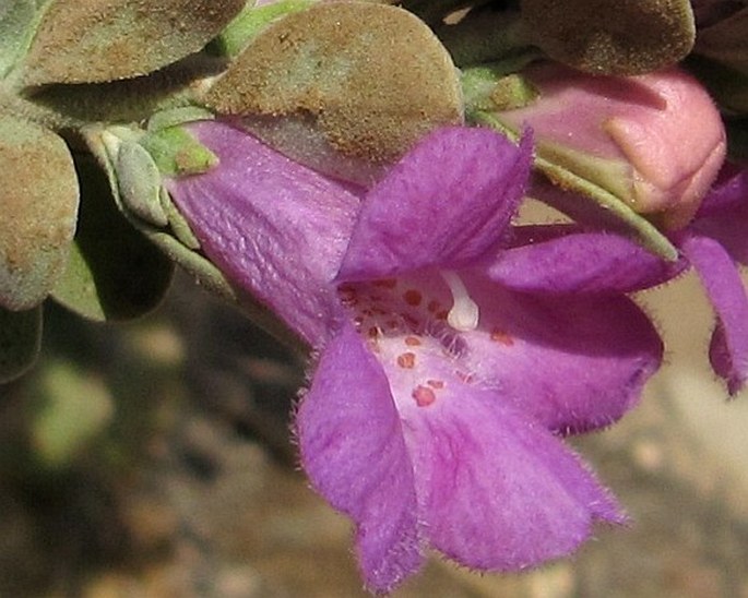 Leucophyllum frutescens