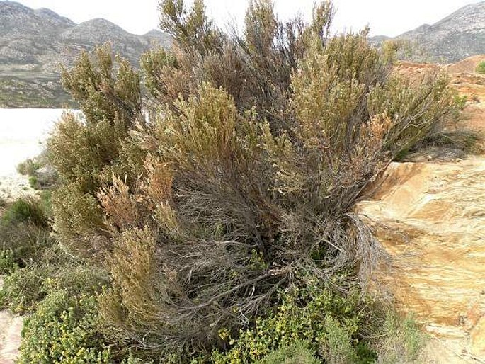 Leucadendron rubrum