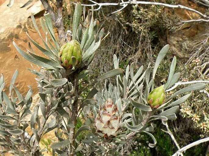 Leucadendron rubrum