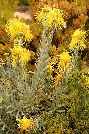 Leucospermum reflexum var. luteum