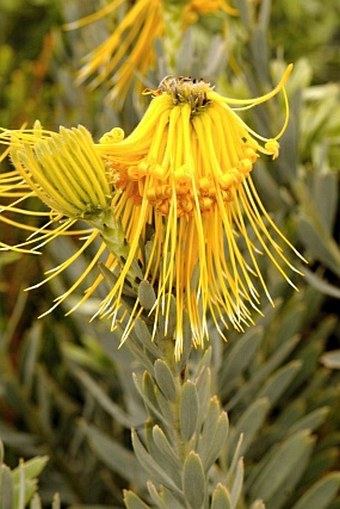 Leucospermum reflexum var. luteum