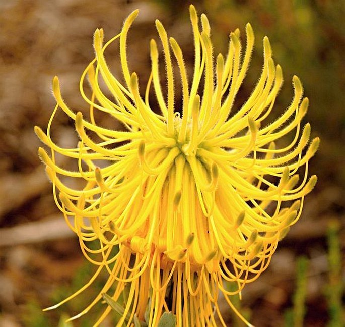 Leucospermum reflexum var. luteum