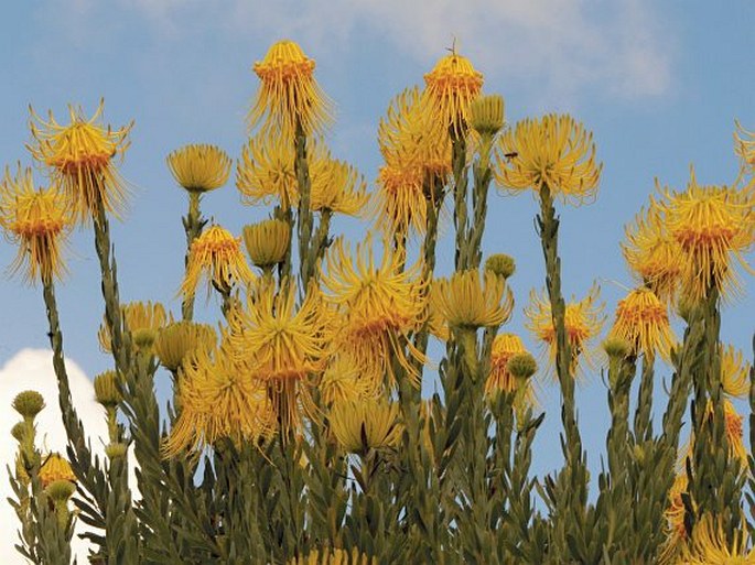 Leucospermum reflexum var. luteum