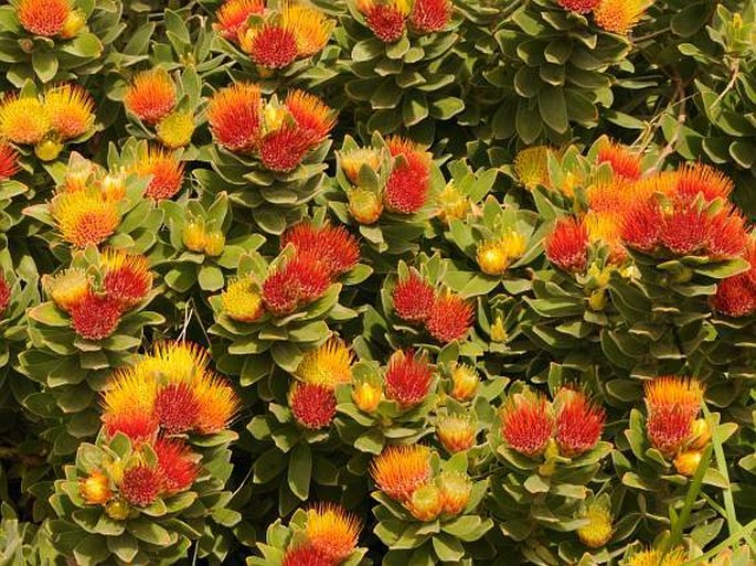 LEUCOSPERMUM OLEIFOLIUM R. Br.