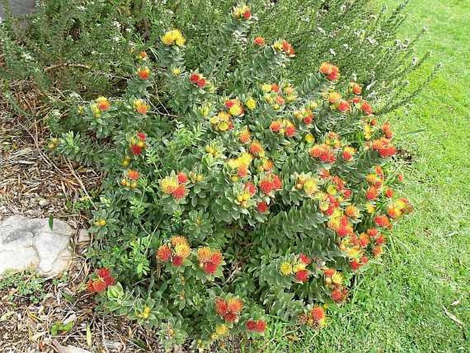 Leucospermum oleifolium