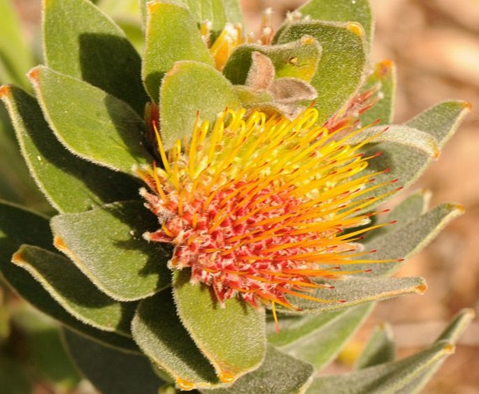 Leucospermum oleifolium