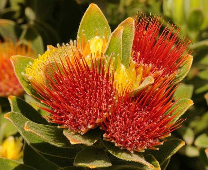 Leucospermum oleifolium