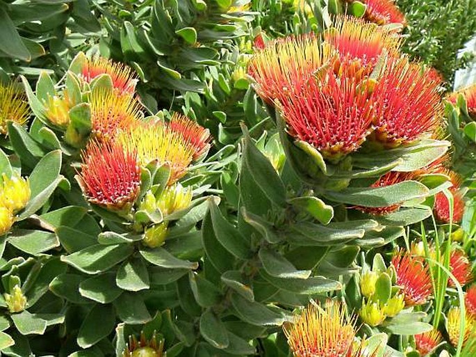 Leucospermum oleifolium