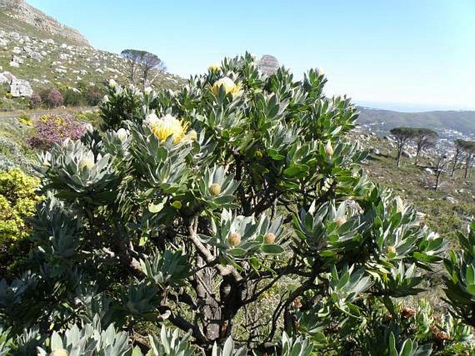 Leucospermum conocarpodendron subsp. conocarpodendron