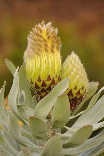 Leucospermum formosum