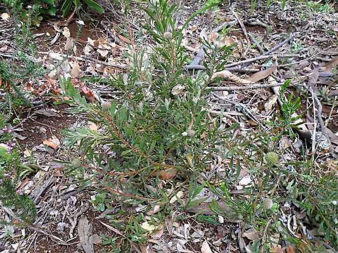 Leucospermum muirii