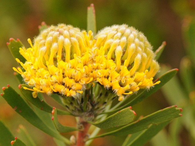 LEUCOSPERMUM MUIRII E. Phillips