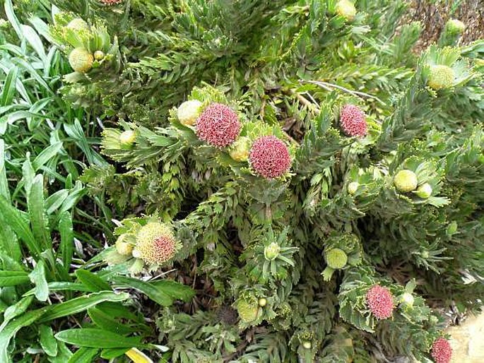 Leucospermum mundii