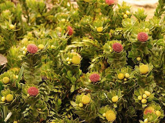 Leucospermum mundii