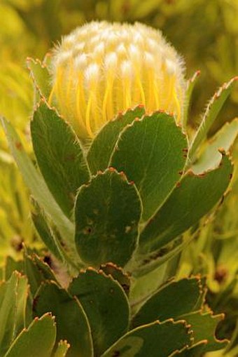 Leucospermum conocarpodendron subsp. viridum