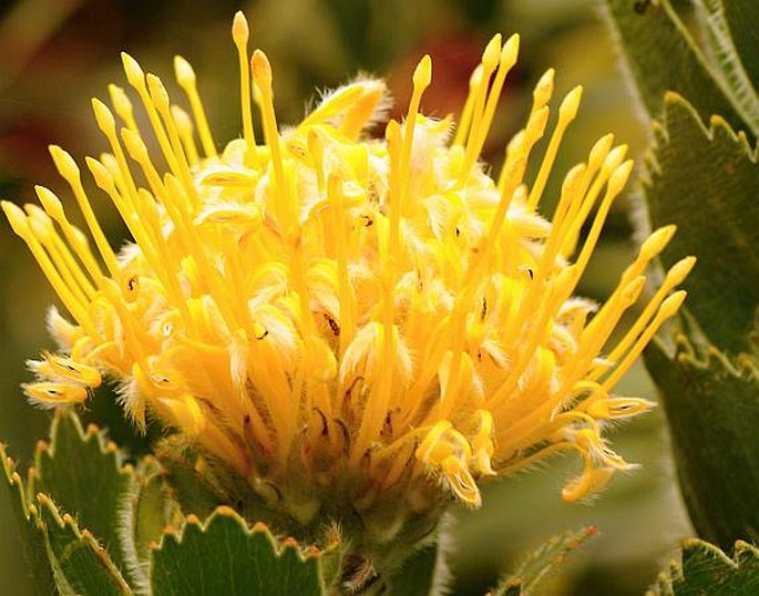 LEUCOSPERMUM CONOCARPODENDRON subsp. VIRIDUM Rourke