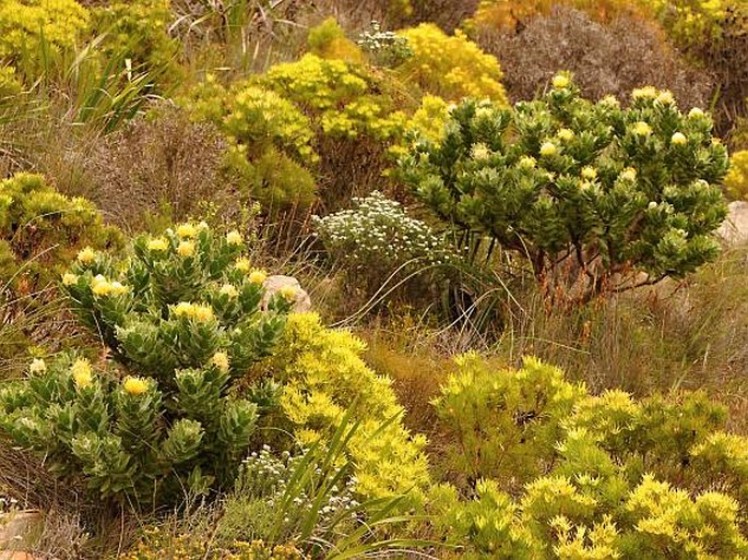 Leucospermum conocarpodendron subsp. viridum