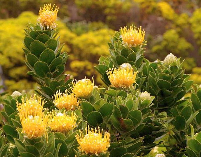 Leucospermum conocarpodendron subsp. viridum