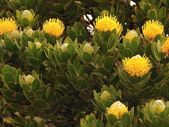 Leucospermum conocarpodendron subsp. viridum