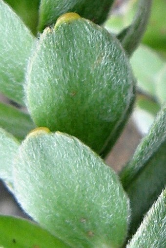 Leucospermum truncatulum