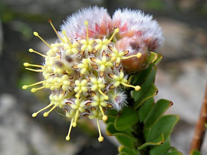 LEUCOSPERMUM TRUNCATULUM Rourke