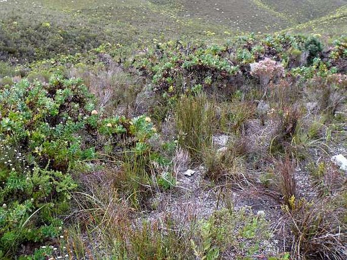 Leucospermum truncatulum