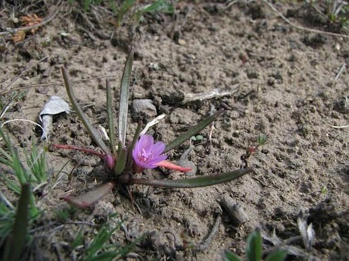 LEWISIA PYGMAEA (A. Gray) B. L. Rob. - levisie trpasličí