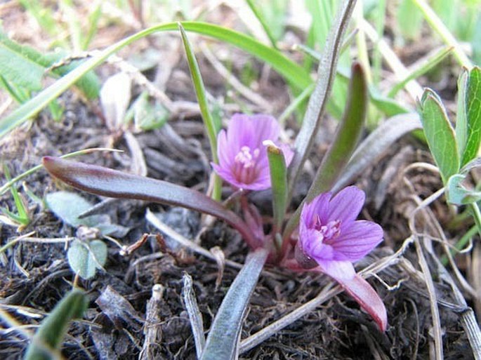 Lewisia pygmaea