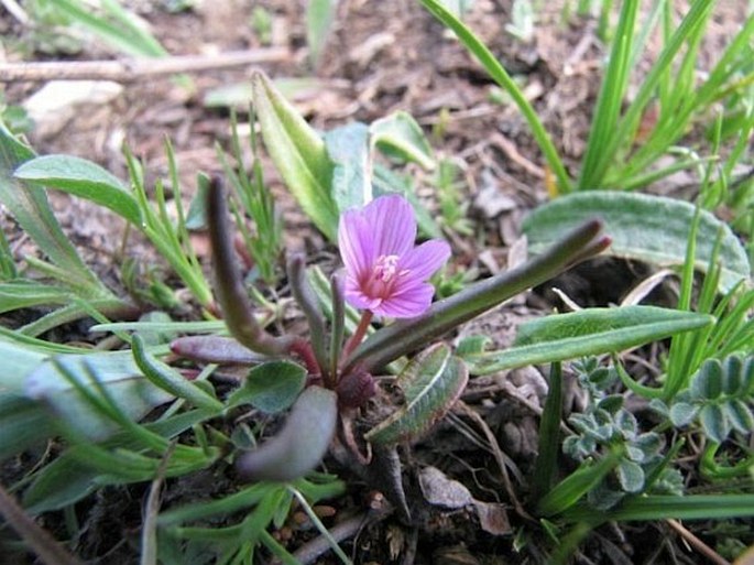 Lewisia pygmaea