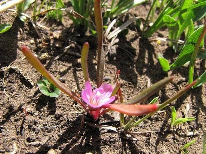 Lewisia pygmaea