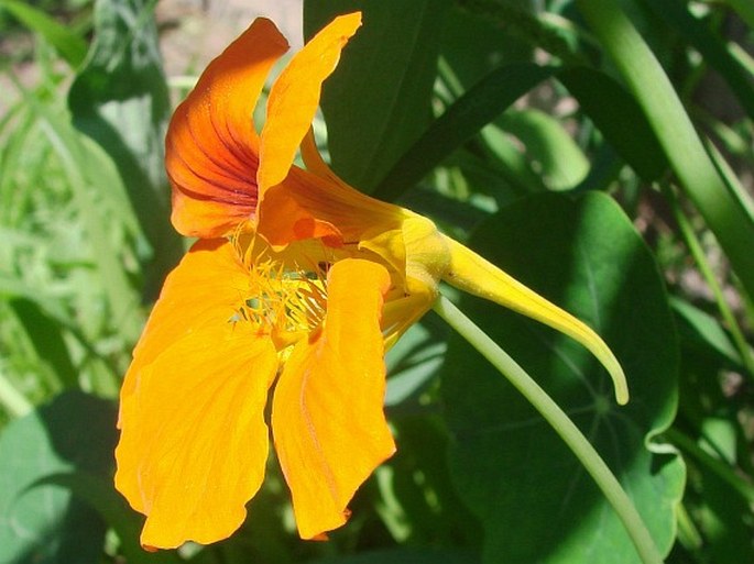 Tropaeolum majus