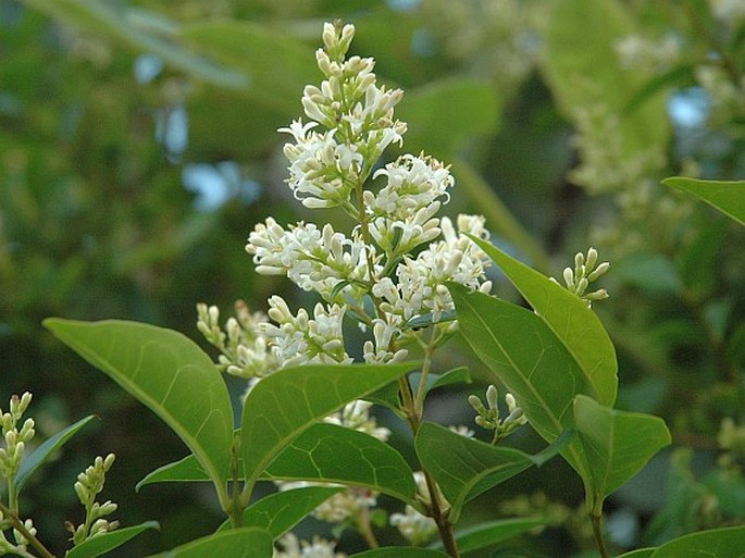 LIGUSTRUM OVALIFOLIUM Hassk. - ptačí zob vejčitolistý / zob vtáčí