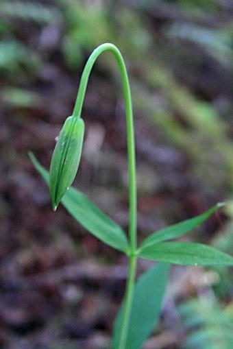 Lilium columbianum