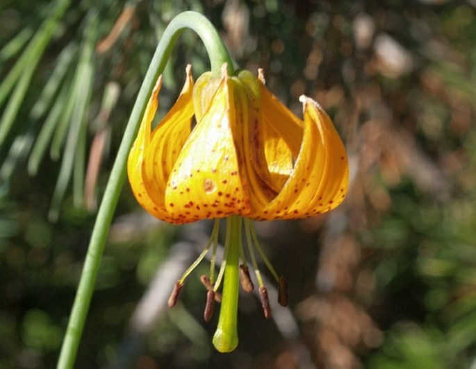 Lilium columbianum