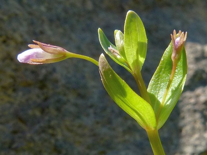 Lindernia procumbens