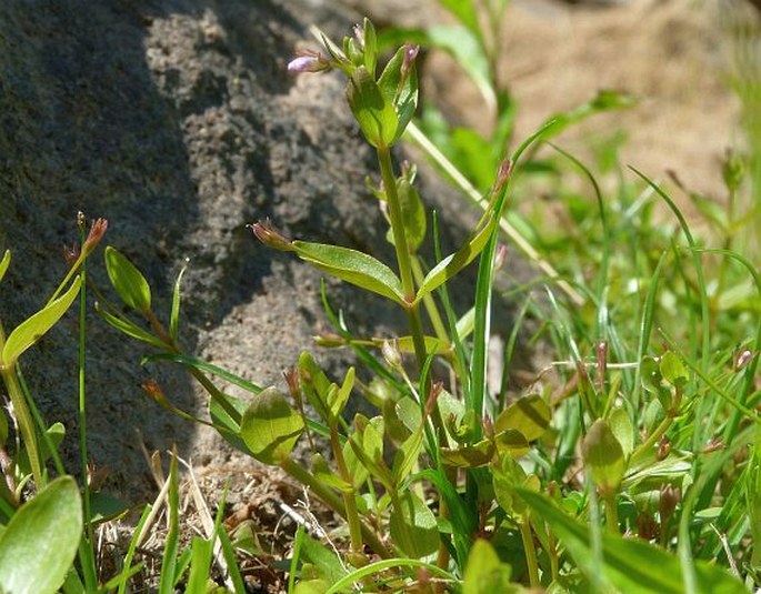 Lindernia procumbens