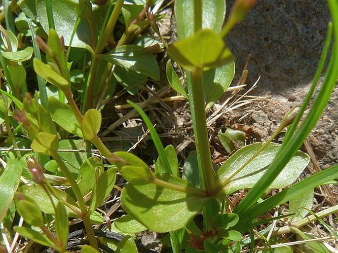 Lindernia procumbens