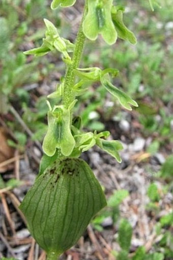 Listera borealis