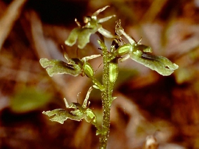 Listera borealis