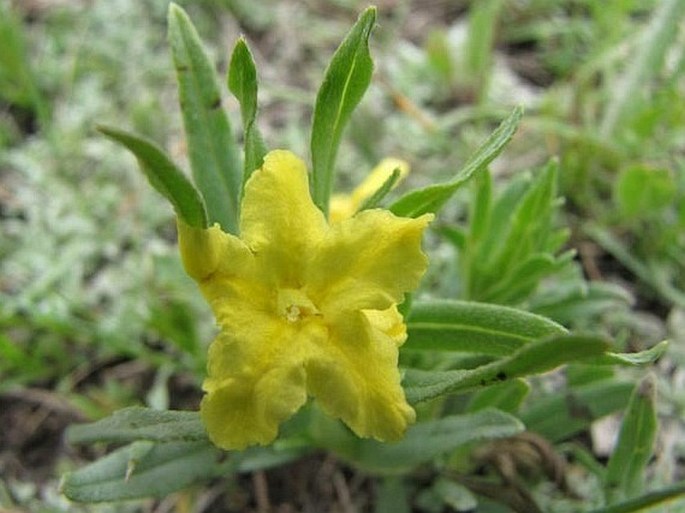 Lithospermum incisum