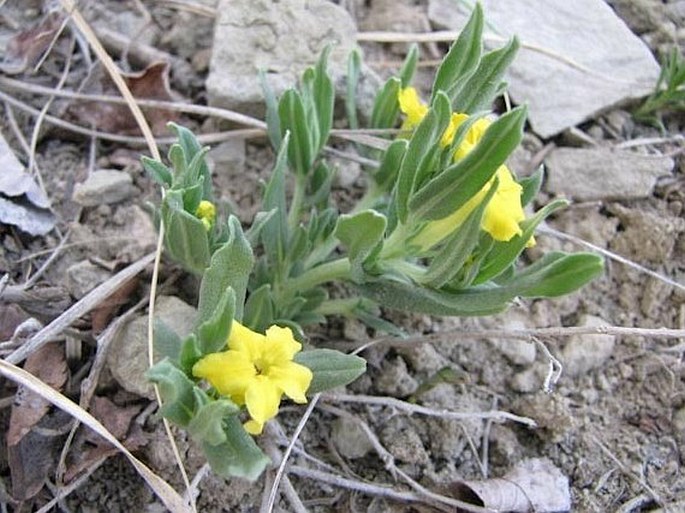 Lithospermum incisum